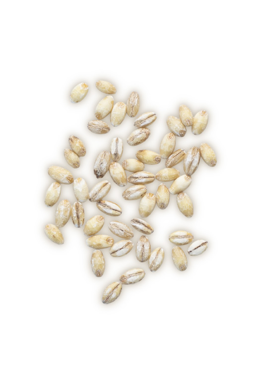 orzo-perlato